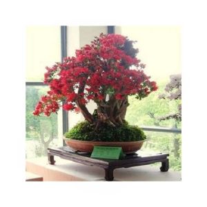 HusMah Rare Red Japanese Sakura Imported Seeds