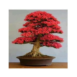 HusMah Rare Red Japanese Sakura Imported Seeds