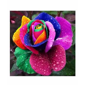 HusMah Rare Rose Rainbow Flower Seeds