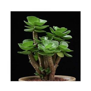 HusMah Rare Tatari Succulent Seeds
