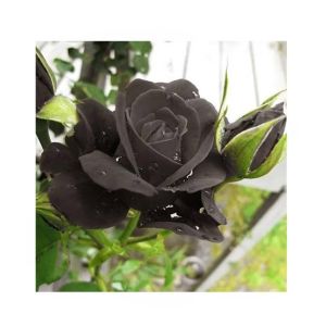 HusMah Rare Turkish Black Rose Seeds