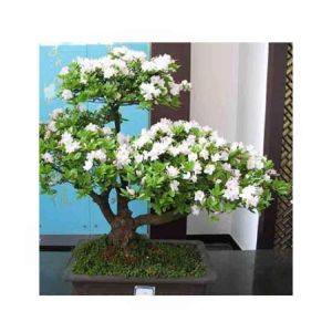HusMah Rare White Azalea Seeds