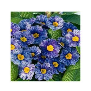 HusMah Rare Zebra Blue Primrose