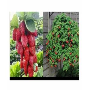 HusMah Red Climbing Strawberry 4 Season