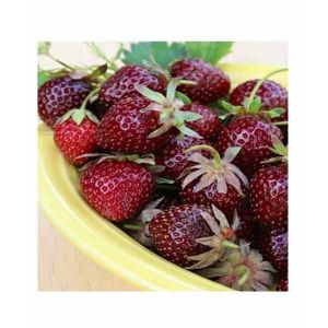 HusMah Strawberry Maroon Furit Seeds