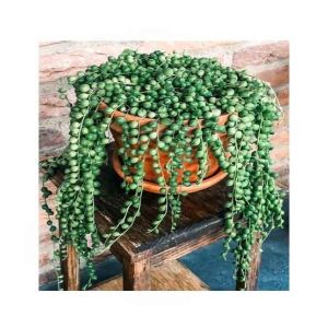 HusMah String of Pearls Succulent Seeds