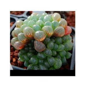 HusMah Succulent Haworthia Ikra Seeds