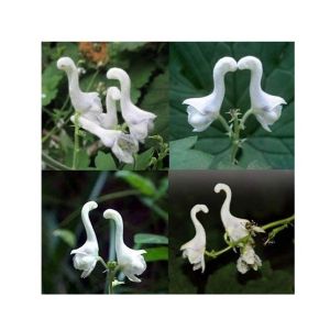 HusMah Swan Flowers Bonsai