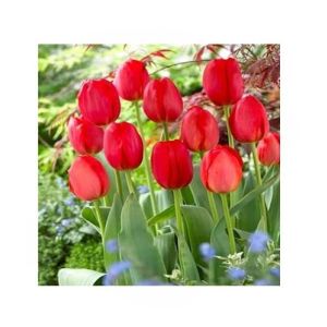 HusMah Tulip Red Highgrade Seeds