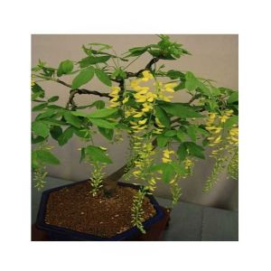 HusMah Unique Bonsai Yellow Wisteria Tree Seeds