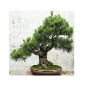 HusMah Unique Japanese Thunbergii Pine Seeds