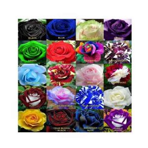HusMah World's Rarest Rose Seeds Mix