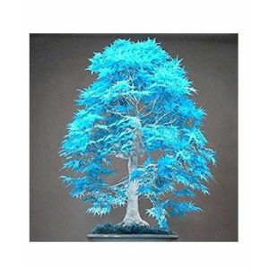 HusMah Japanese Blue Maple Bonsai Tree Seeds
