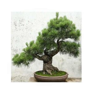 HusMah Japanese Pinus Thunbergii Pine Tree