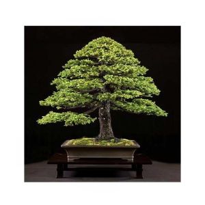 HusMah Japnaese White Spruce Pine Seeds