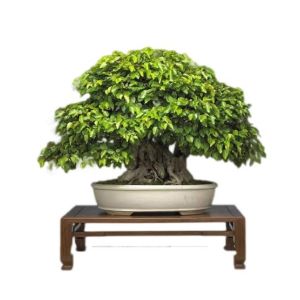 HusMah Mini Bonsai Korean Bornbeam Seeds