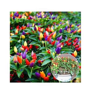 HusMah Ornamental Hot Chili Imported Seeds