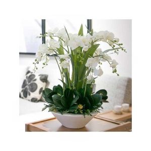 HusMah Phalaenopsis Orchid Seeds White