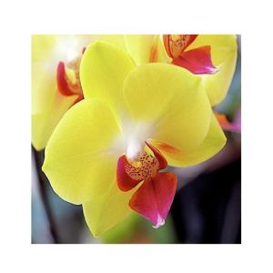 HusMah Phalaenopsis Orchid Yellow Pink Seeds
