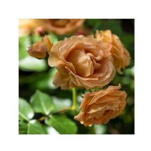 HusMah Rare Chocolate Color Imported Rose Seeds
