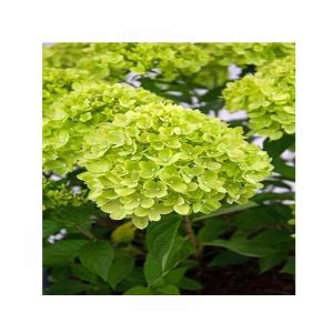 HusMah Rare Hydrangea Seeds Green