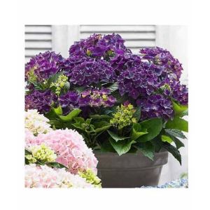 HusMah Rare Hydrangea Seeds Purple