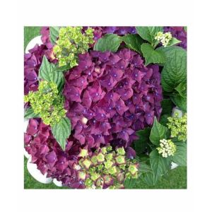 HusMah Rare Hydrangea Seeds Purple