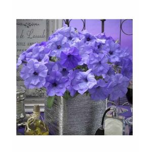 HusMah Rare Petunia Seeds Blue