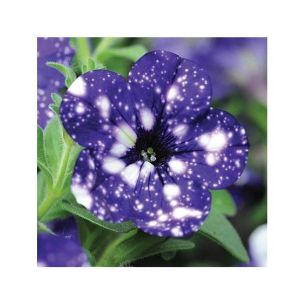 HusMah Rare Petunia Seeds Dark Blue