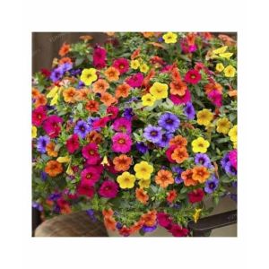 HusMah Rare Petunia Seeds Mix Color