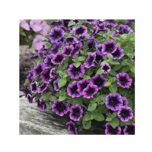 HusMah Rare Petunia Seeds Purple
