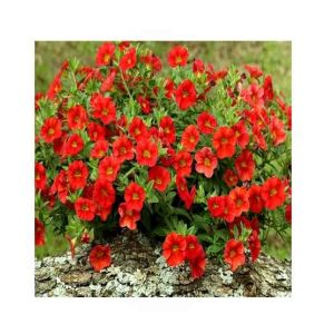 HusMah Rare Petunia Seeds Red