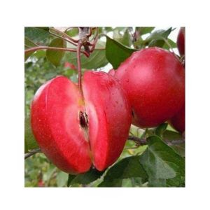 HusMah Rare Red Apple Seeds