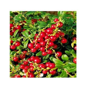 HusMah Rare Red Pearl Cherry Blossom seeds