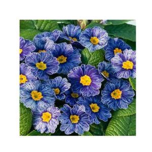HusMah Rare Zebra Blue Primrose seeds