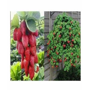 HusMah Red Climbing Strawberry 4 Season seeds