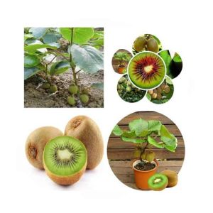 HusMah Thailand Mini Kiwi Fruit Seeds