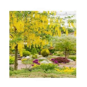 HusMah Unique Bonsai Yellow Wisteria Tree Seeds