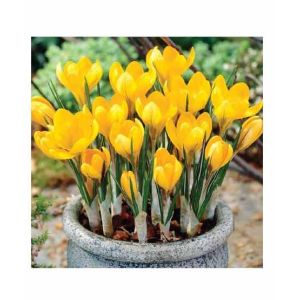 HusMah Yellow Saffron Seeds Bonsai Garden Flowers
