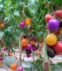 iShopping - HusMah Rainbow Tomato Seeds