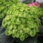 iShopping - HusMah Rare Hydrangea Seeds Green