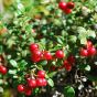 iShopping - HusMah Rare Red Pearl Cherry Blossom seeds
