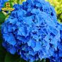 iShopping - HusMah Rare Hydrangea Seeds Blue