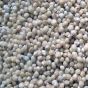 iShopping - HusMah Enoki Mushroom Seeds