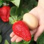 iShopping - HusMah Big Giant Strawberry Seeds Four Season