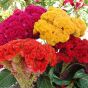 iShopping - DIY Store Zinnia Cosmos Balasm Cockcomb Flower Seeds