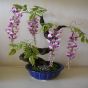 iShopping - HusMah Bonsai Bi Color Wisteria Tree Seeds