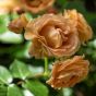 iShopping - HusMah Rare Chocolate Color Imported Rose Seeds