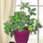iShopping - Diy Store Mimosa Pudica Shame Plant Seeds