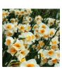 iShopping - Husmah Beautiful Narcissus Flower Balcony Plant Seeds White Yellow Shade